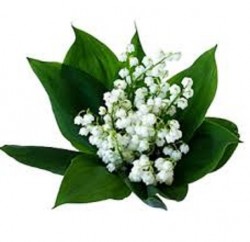 lily of the valley 200